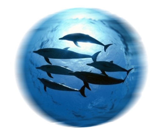 Delfini